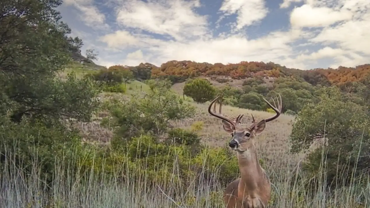 Texas Parks and Wildlife — Image credit: The wider industry impact