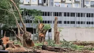 PCMC notice to garden dept chief over alleged age manipulation of 52 trees felled in Pimpri