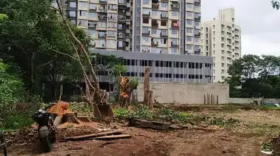 PCMC notice to garden dept chief over alleged age manipulation of 52 trees felled in Pimpri