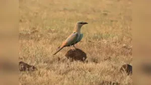 Pune: Birders from the Pune Birding Community recorded 254 bird: The wider industry impact