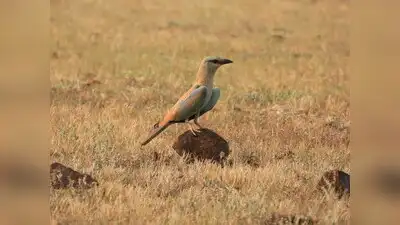 Pune: Birders from the Pune Birding Community recorded 254 bird: The wider industry impact