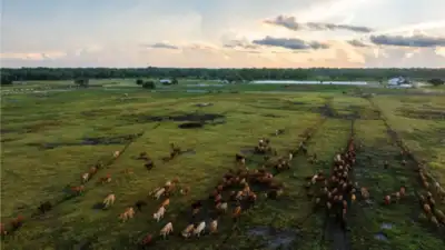 A Florida family kept a 498-acre cattle operation for generations as: The wider industry impact