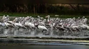 A large number of pelicans are seen at the dry Pallikaranai marshland in Chennai