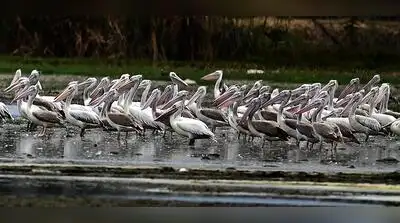 A large number of pelicans are seen at the dry Pallikaranai marshland in Chennai
