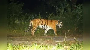 Drones are also being deployed to help track the animal as concern grows over its whereabouts