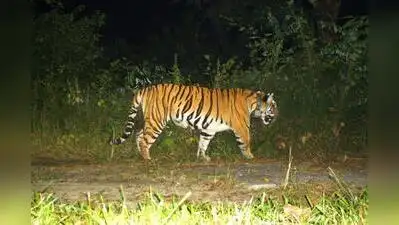 Drones are also being deployed to help track the animal as concern grows over its whereabouts