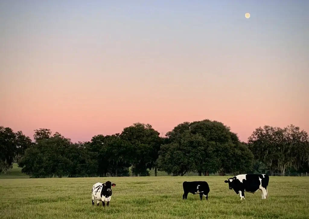 In 2015, a Florida couple bought a 210-acre farm near Gainesville and rescued three cows; 10 years