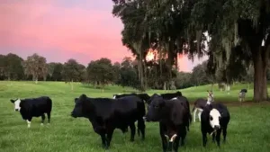 In 2015, a Florida couple bought a 210-acre farm near Gainesville and rescued three cows; 10 years