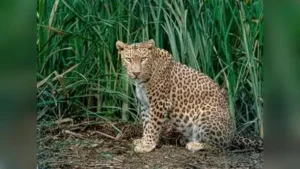 Singh said leopards bred throughout the year, with females typically: The wider industry impact