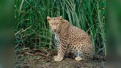 Singh said leopards bred throughout the year, with females typically: The wider industry impact