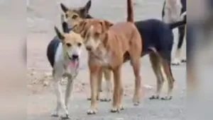 Kochi: The fencing of the site earmarked for setting up the Kochi corporation’s dog shelter