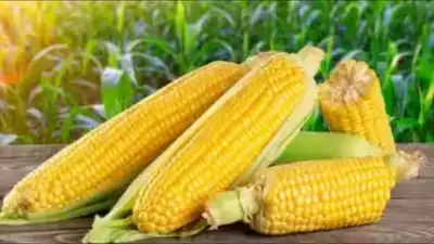 Maize price forecast at Rs 2,700 per quintal at harvest; Bihar: The wider industry impact