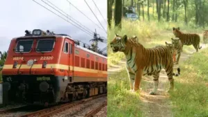 Indian Railway Catering and Tourism Corporation will introduce five wildlife tour packages