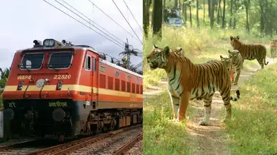 Indian Railway Catering and Tourism Corporation will introduce five wildlife tour packages