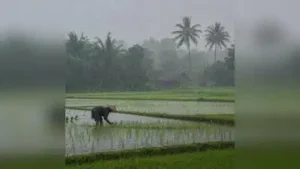 Bengal allocates record Rs 407cr for farm mechanisation scheme: The wider industry impact