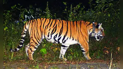 Confirming the development, Bengal forest minister Manoj Oraon said the tigress was “moving