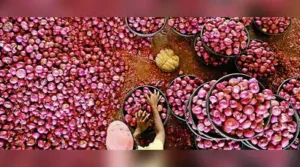 Centre's onion express on way to Tripura, poised to calm festive prices
