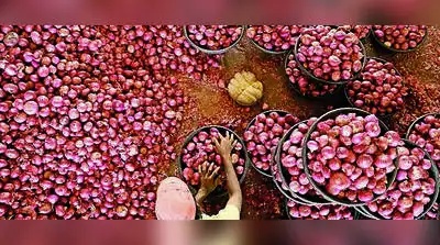 Centre's onion express on way to Tripura, poised to calm festive prices