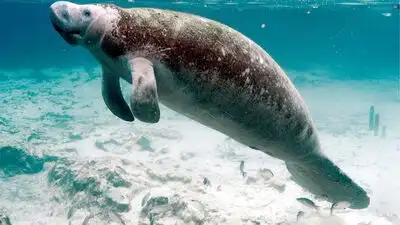 Florida manatee habitat ruling sent back to court after US wildlife agency changed the definition