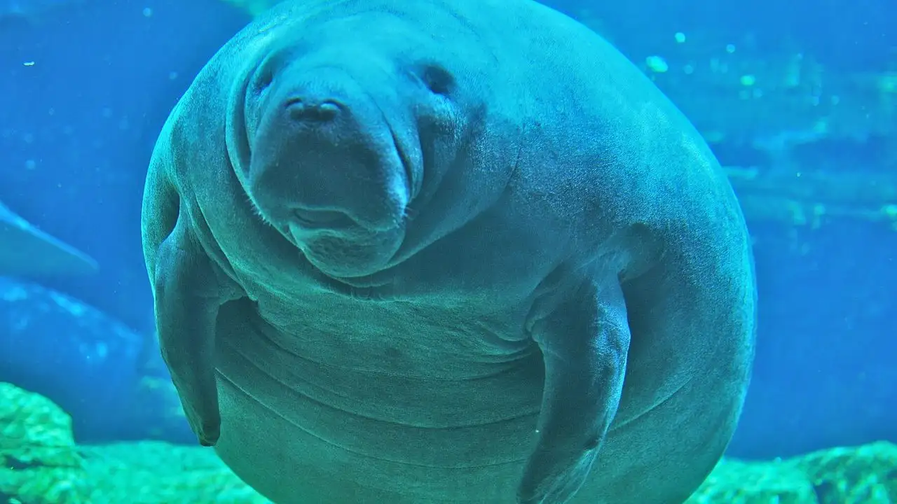 Florida manatee habitat ruling sent back to court after US wildlife agency changed the definition