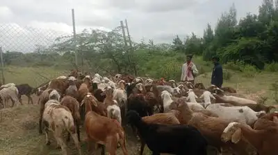 sheep and goats grazing beside an industrial ecosystem that supplies companies such as Airbus