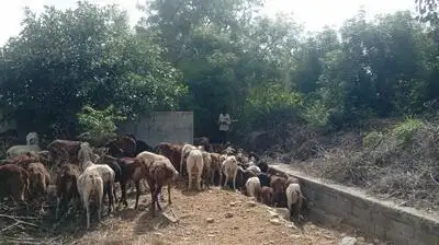 sheep and goats grazing beside an industrial ecosystem that supplies companies such as Airbus