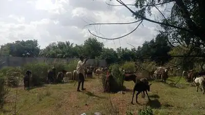 sheep and goats grazing beside an industrial ecosystem that supplies companies such as Airbus