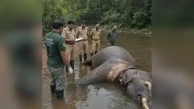 Probe reveals lapses on part of officials over death of elephant in Malayattoor