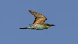 “While blue-tailed bee-eaters are seen in Chennai, the European bee-eater is an extremely rare