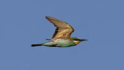 “While blue-tailed bee-eaters are seen in Chennai, the European bee-eater is an extremely rare