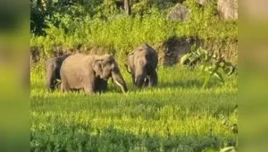 Keralam govt's move to open Mattupetty grasslands for tourism raises questions