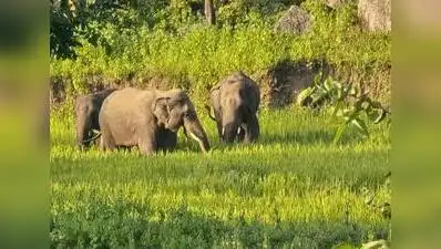 Keralam govt's move to open Mattupetty grasslands for tourism raises questions