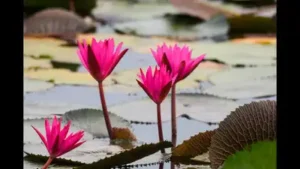 In 2021, a plant grower posted photos of giant water lilies: The wider industry impact
