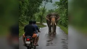 Two men escaped with minor injuries after a wild elephant attacked: The wider industry impact
