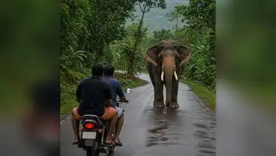 Two men escaped with minor injuries after a wild elephant attacked: The wider industry impact