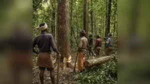 NGO seeks probe into tree-felling circular