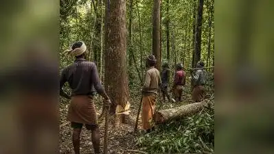 NGO seeks probe into tree-felling circular