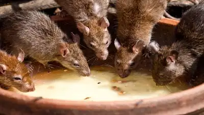 Scotland wiped invasive rats from Canna in 2005-06; a decade later: The wider industry impact