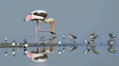 “A unique feature of these waders and shorebirds is that several of them tend to arrive in Aug