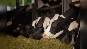 Cidco action against cowshed in Navi Mumbai raises political stir