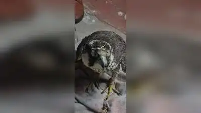 Mumbai-based wildlife smuggler nabbed in Lucknow with rare falcons worth ₹14cr