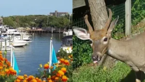 After Hurricane Sandy, scientists fenced deer out of damaged parts: The wider industry impact