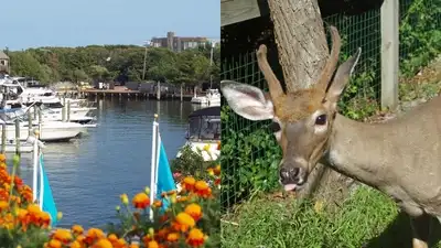 After Hurricane Sandy, scientists fenced deer out of damaged parts: The wider industry impact