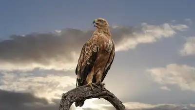 Three falcons died after noise and visual disturbance from neighbouring scaffolding work, barn