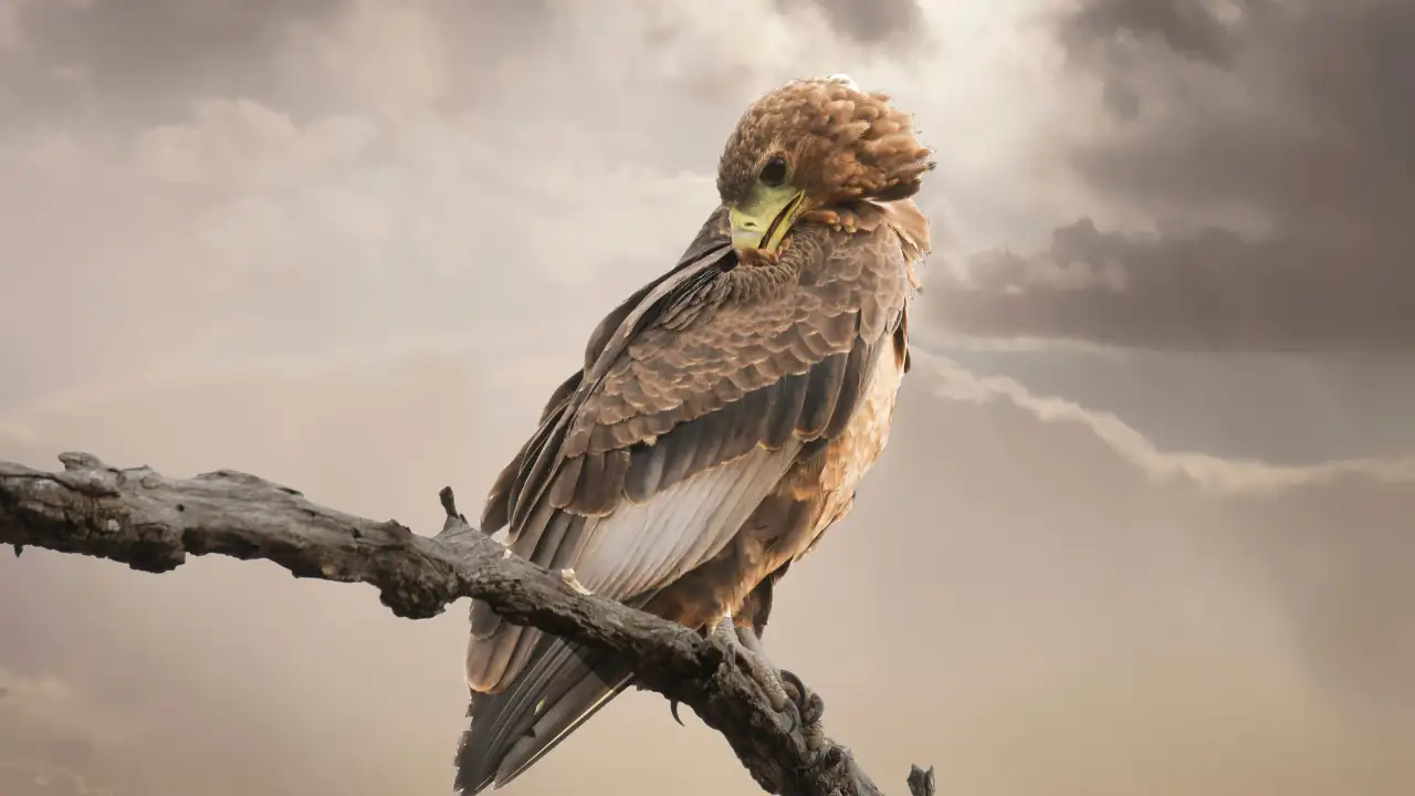 Three falcons died after noise and visual disturbance from neighbouring scaffolding work, barn