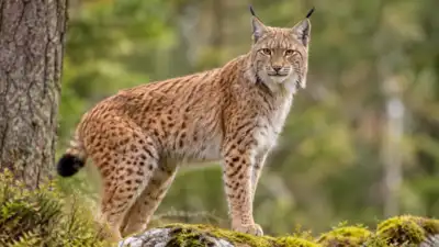 England's lynx reintroduction plan confronts setback as High Court rejects legal challenge